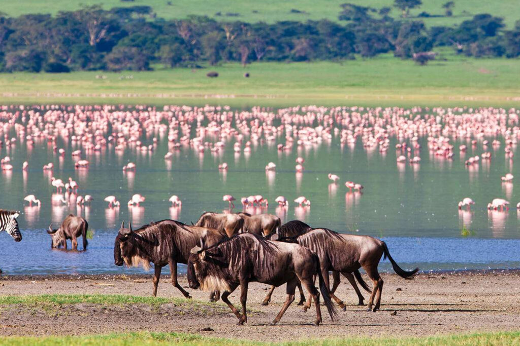 3 Days Fly-in Serengeti, Ngorongoro Safari