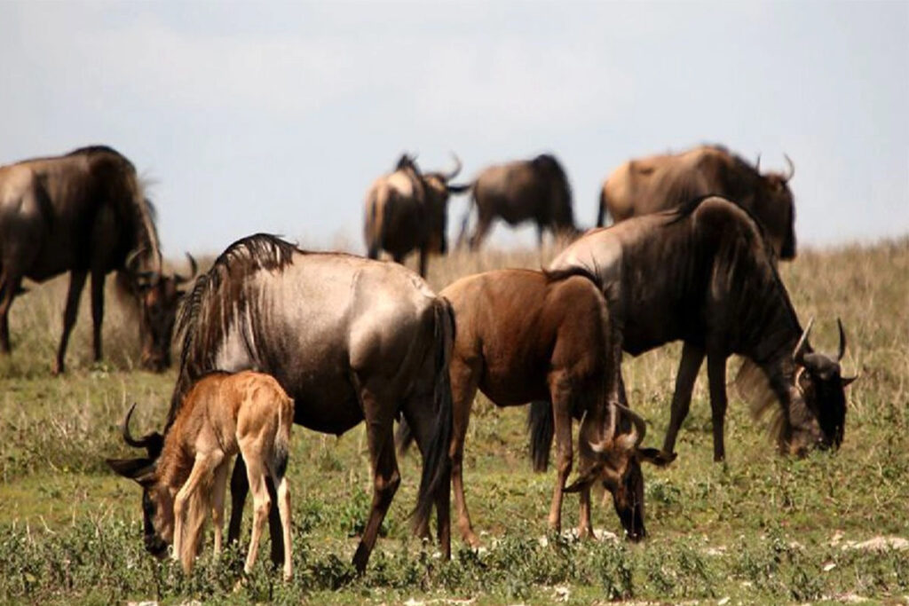 4 Days Ndutu Migration Calving Season