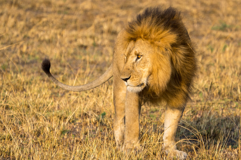 4 Days Serengeti Tanzania Safaris