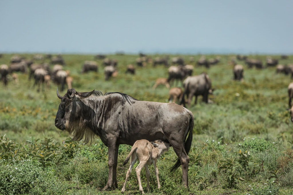 5 Day Ndutu Calving Season Safari