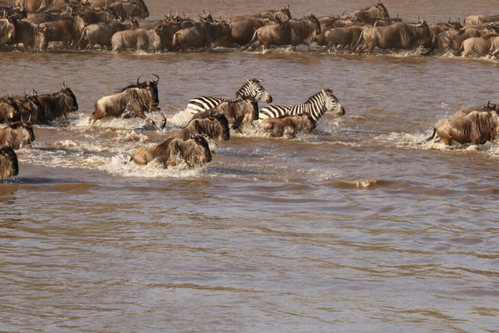 5 Days Great Migration Fly in from Zanzibar