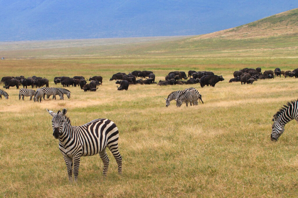 4 Days Tanzania Family Safari