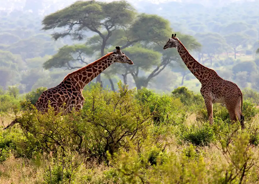 Lake Manyara National Park Alpha Grand Travel & Holidays