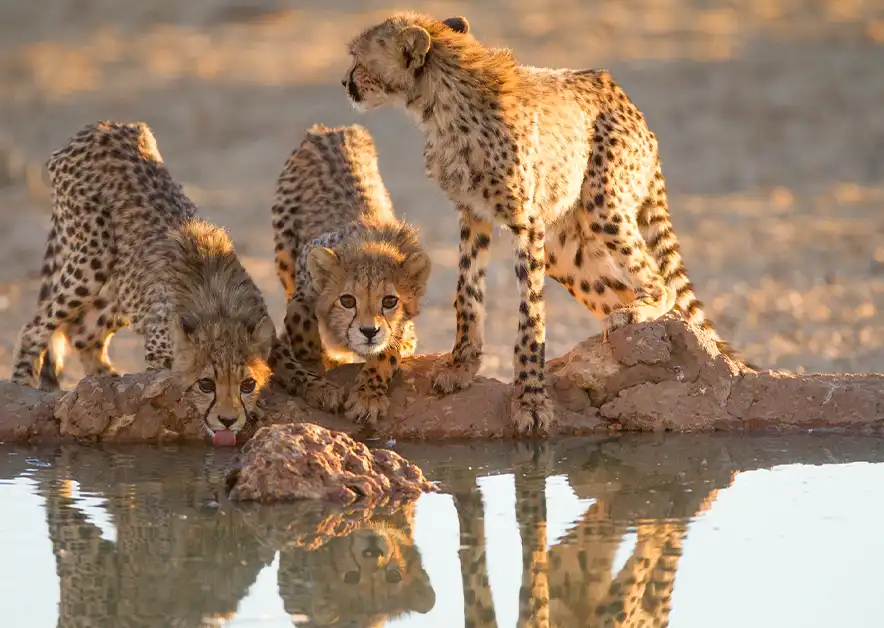 Lake Manyara National Park Alpha Grand Travel & Holidays