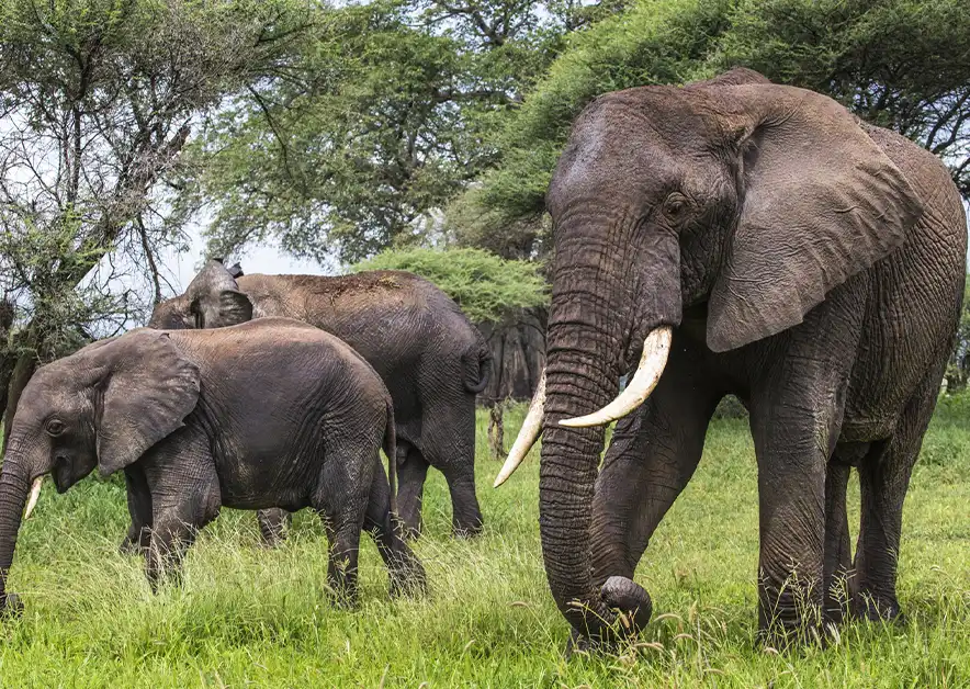 Lake Manyara National Park Alpha Grand Travel & Holidays