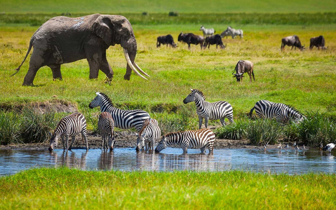 Luxury Meets Adventure: Exploring Tanzania's New 2025 Safari Packages