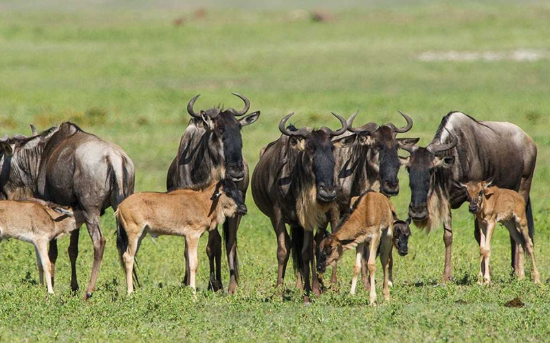 Tanzania Safari 2025: Wildlife Encounters During the Great Migration