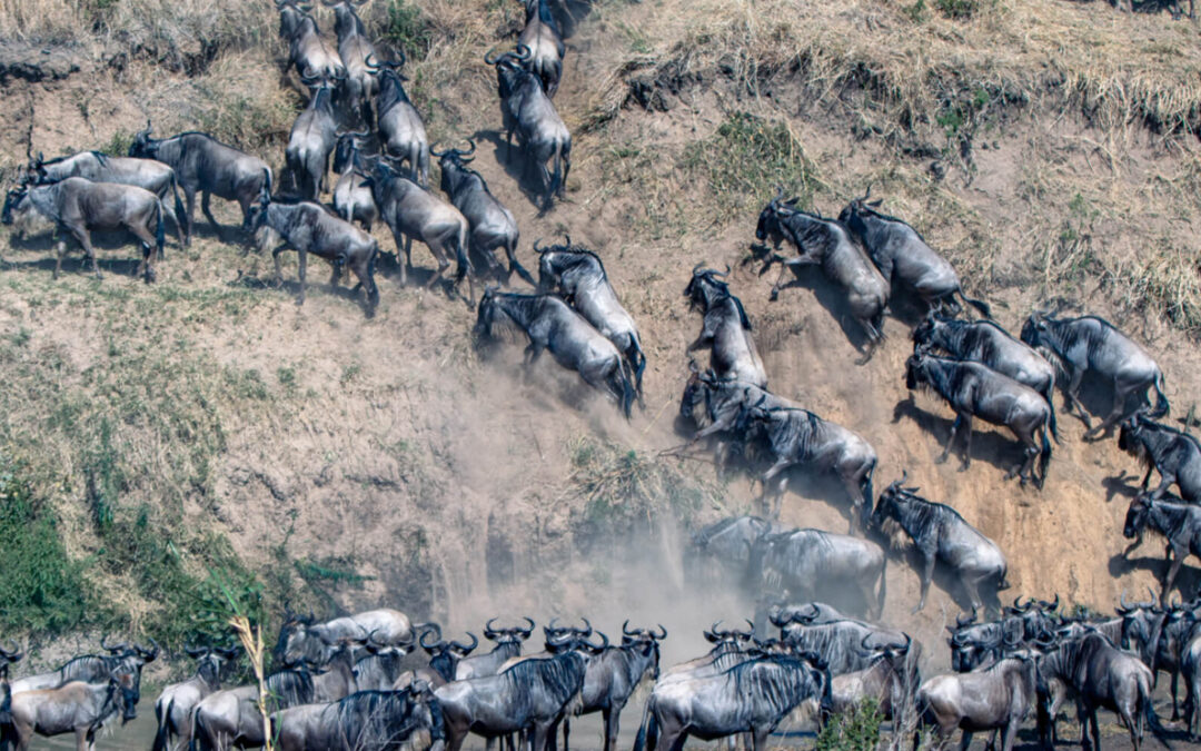 Tanzania Safari 2025: Wildlife Encounters During the Great Migration