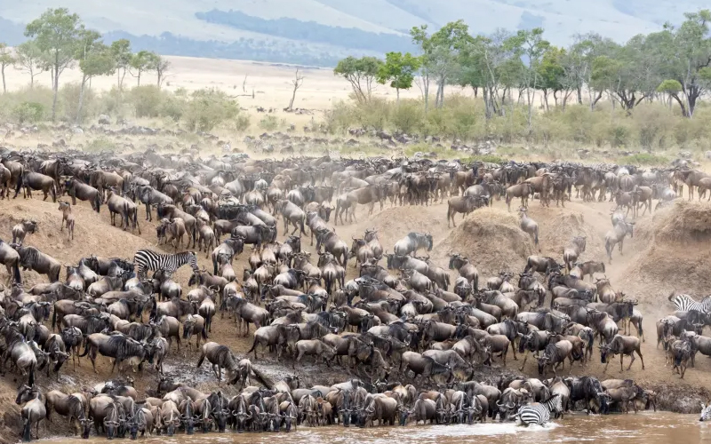 Tanzania Safari 2025: Wildlife Encounters During the Great Migration