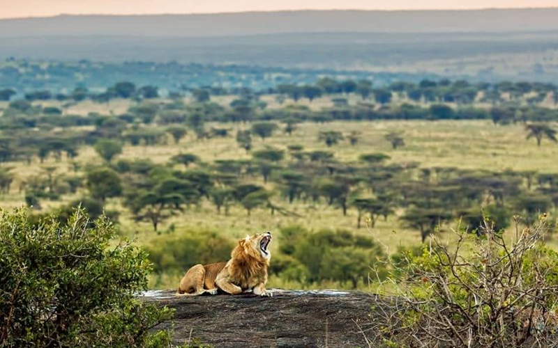 Tanzania's 2025 Safari Highlights: What's New for Travelers This Year