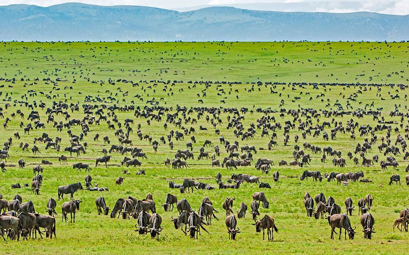 Tanzania's 2025 Safari Highlights: What's New for Travelers This Year