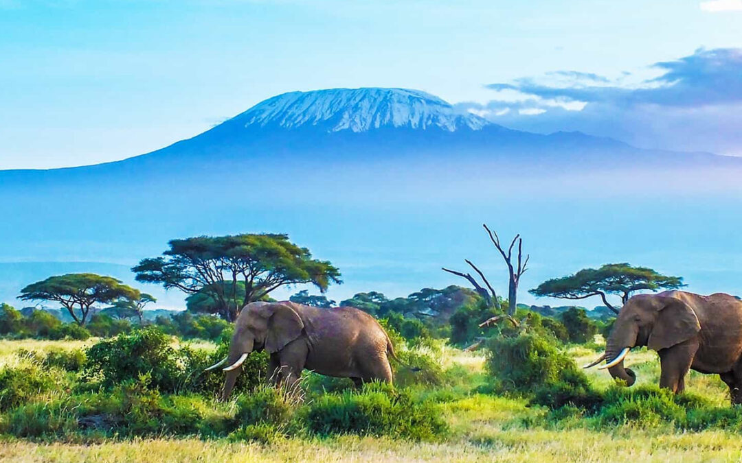 The Best Time to Visit Tanzania for Safaris and Beach Holidays in 2025