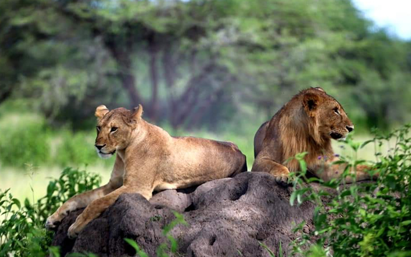 The Best Time to Visit Tanzania for Safaris and Beach Holidays in 2025