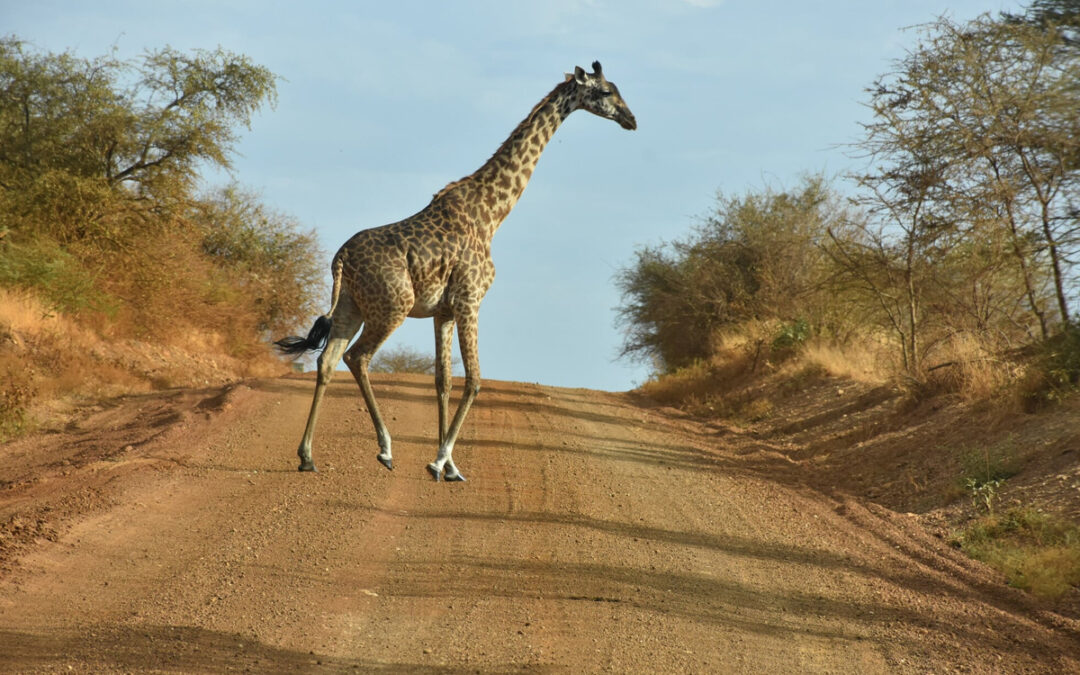 Community-Led Conservation: Lessons from Kenya for Tanzania’s Wildlife Tourism