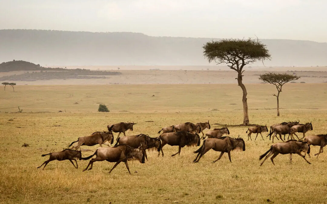 How Tanzania’s Conservation Efforts Are Shaping Wildlife Tourism in 2025