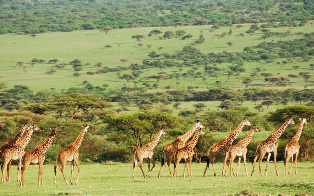 The Role of Women in Tanzanian Tourism: Stories from 2025’s Safari Industry